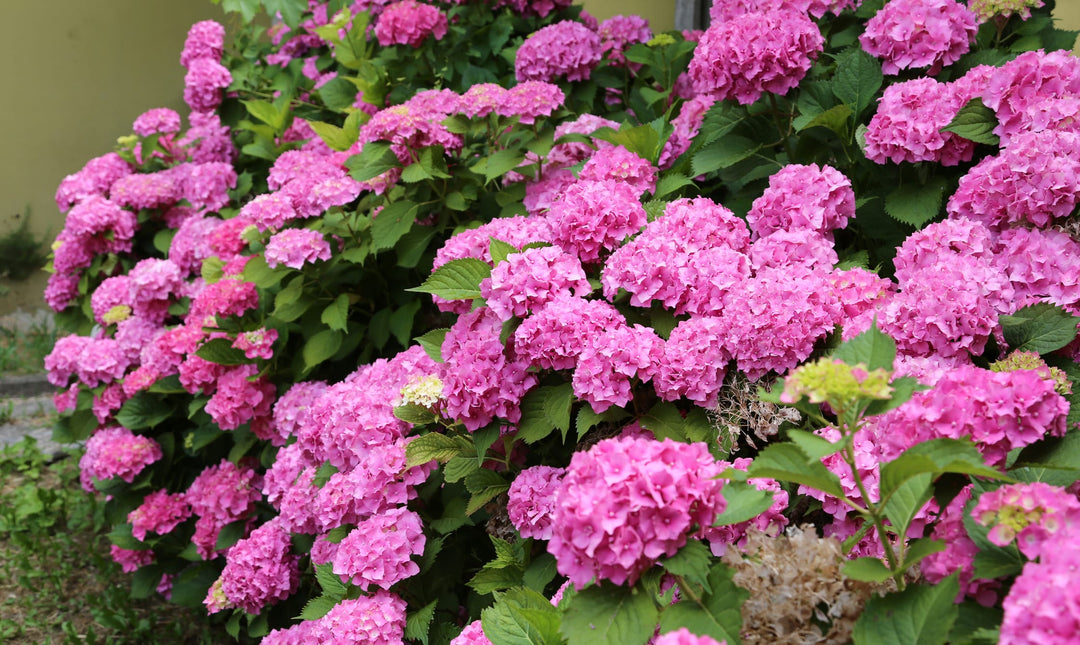 Pink Mophead Hydrangea Jpg Plant