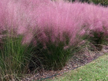 Pink Muhly Grass Plant