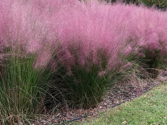 Pink Muhly Grass Plant