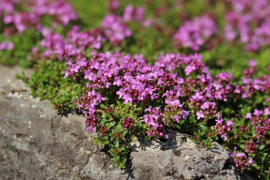 Creeping Thyme - Flat