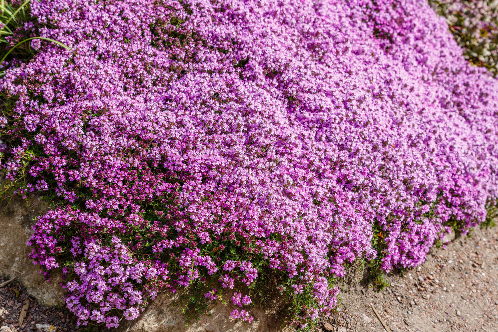Creeping Thyme - Flat
