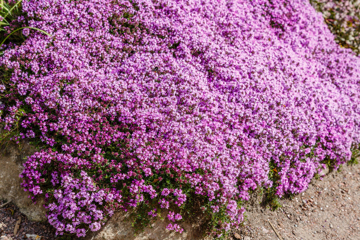 Creeping Thyme - Flat