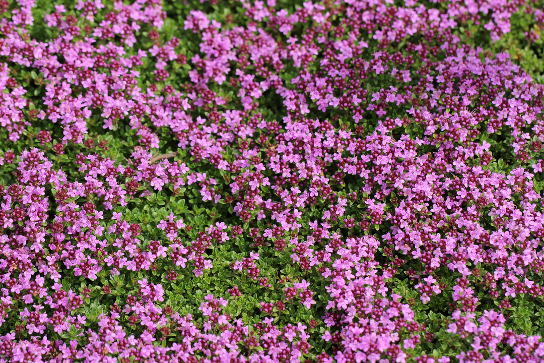 Creeping Thyme - Flat