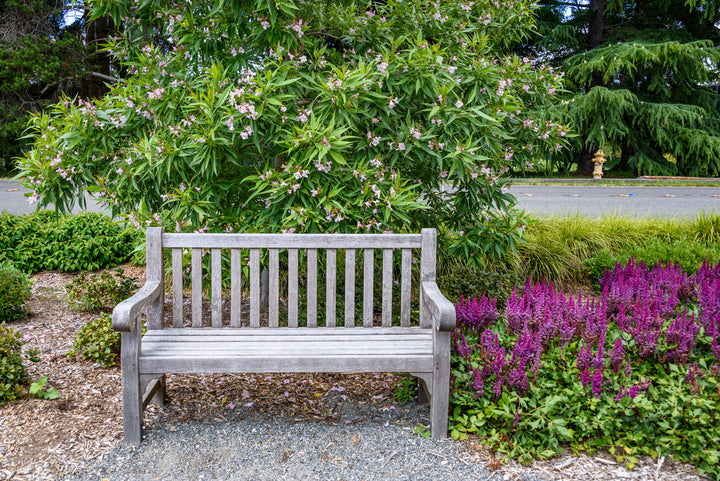 Pink Dawn Chitalpa Tree