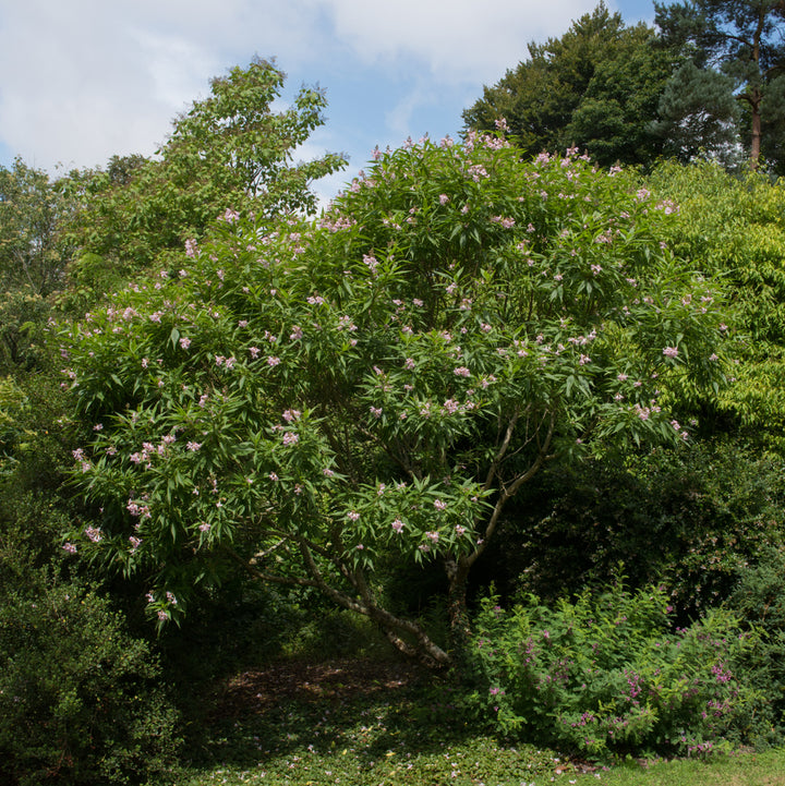 Pink Dawn Chitalpa Tree