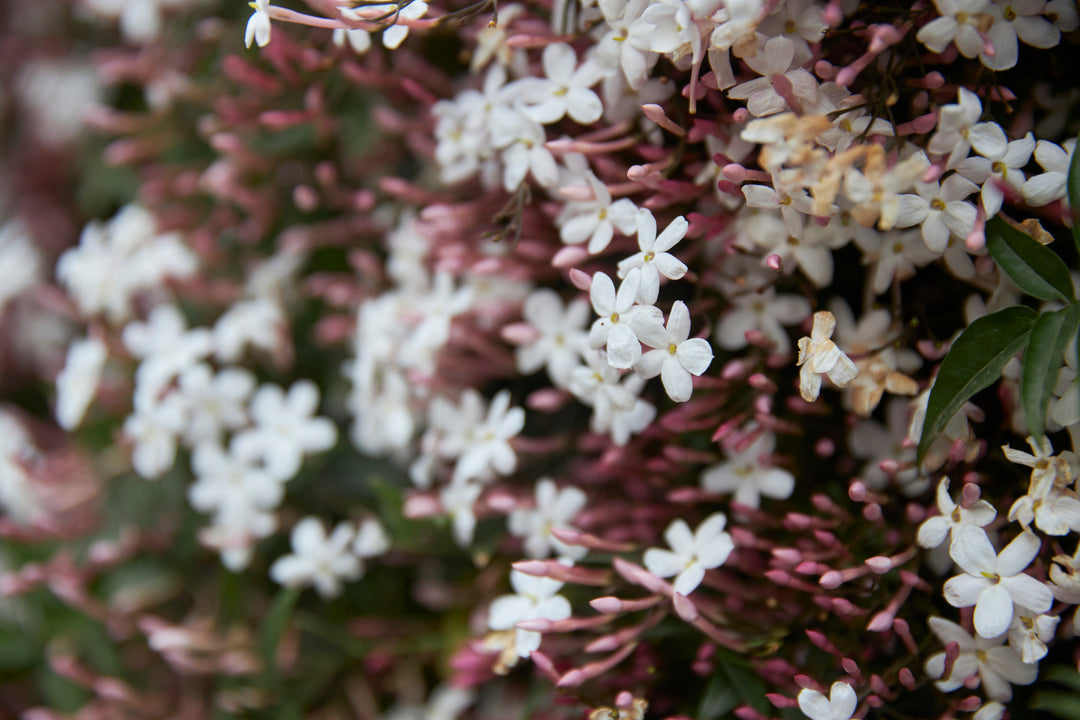 Pink Jasmine Staked (Vine Type) - 5 Gallon
