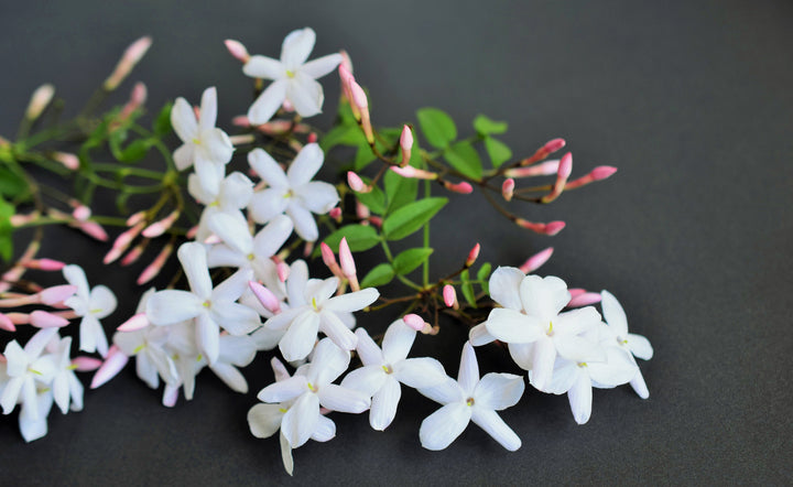 Pink Jasmine Staked (Vine Type) - 5 Gallon