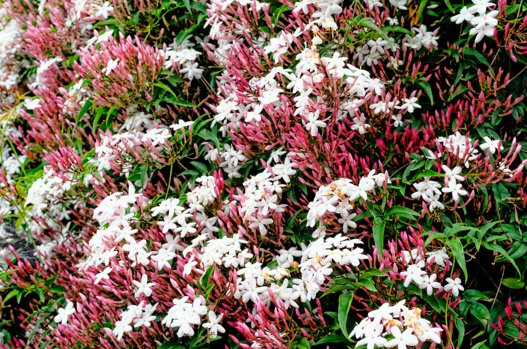 Pink Jasmine Staked (Vine Type) - 5 Gallon