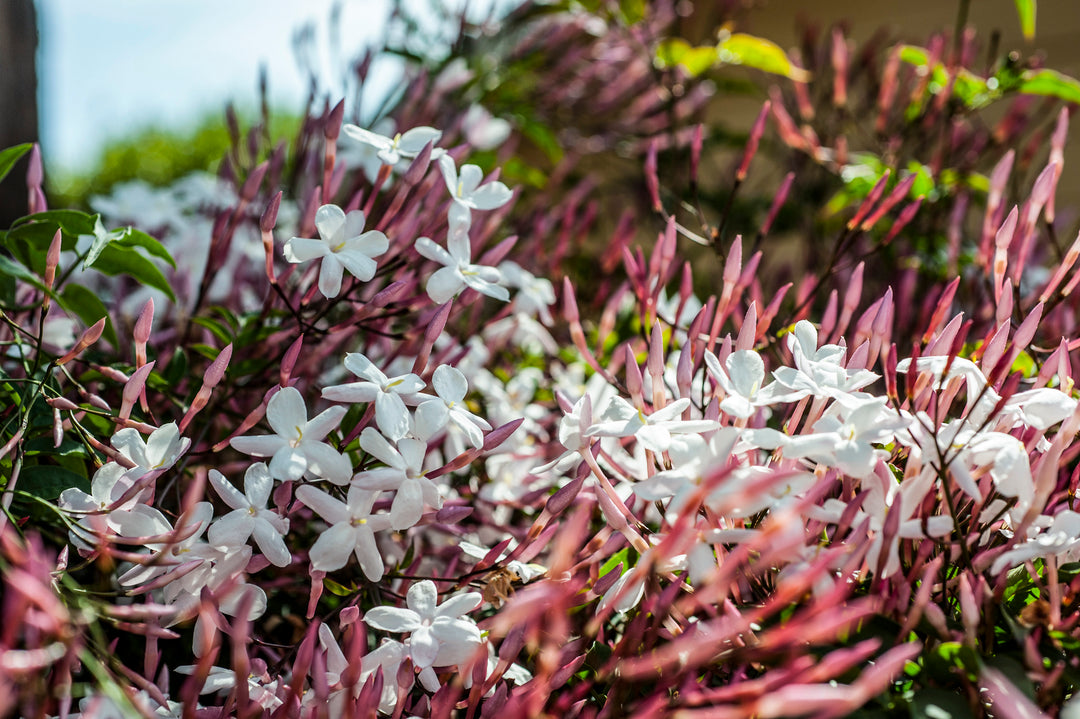 Pink Jasmine Staked (Vine Type) - 5 Gallon