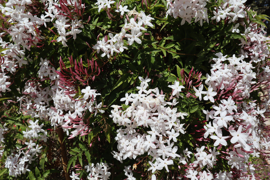 Pink Jasmine Staked (Vine Type) - 5 Gallon