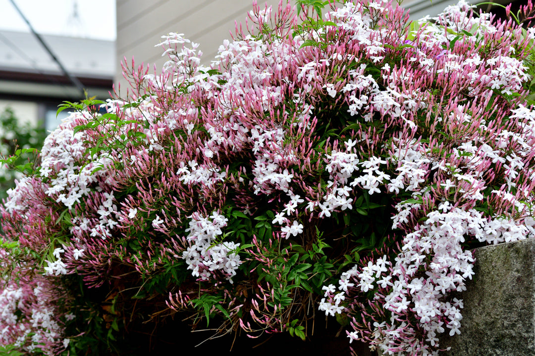 Pink Jasmine Staked (Vine Type) - 5 Gallon