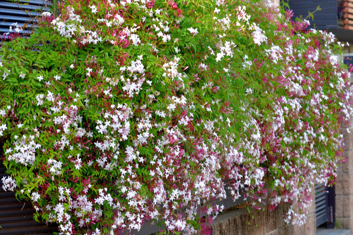Pink Jasmine Staked (Vine Type) - 5 Gallon
