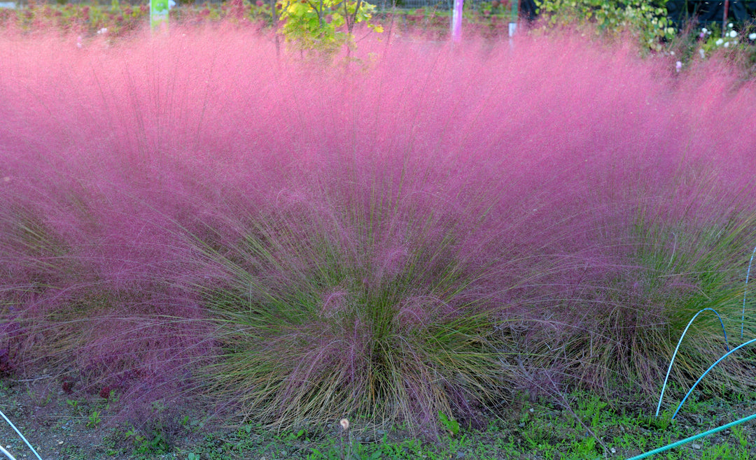 Pink Muhly Grass
