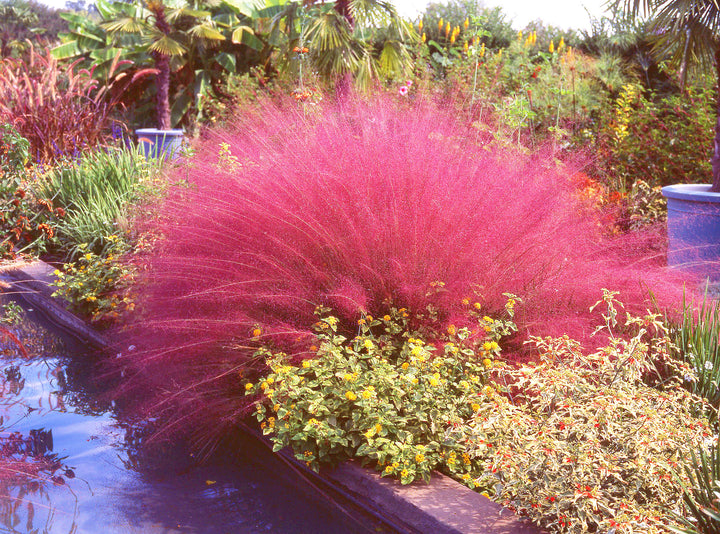 Pink Muhly Grass