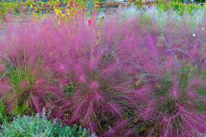 Pink Muhly Grass