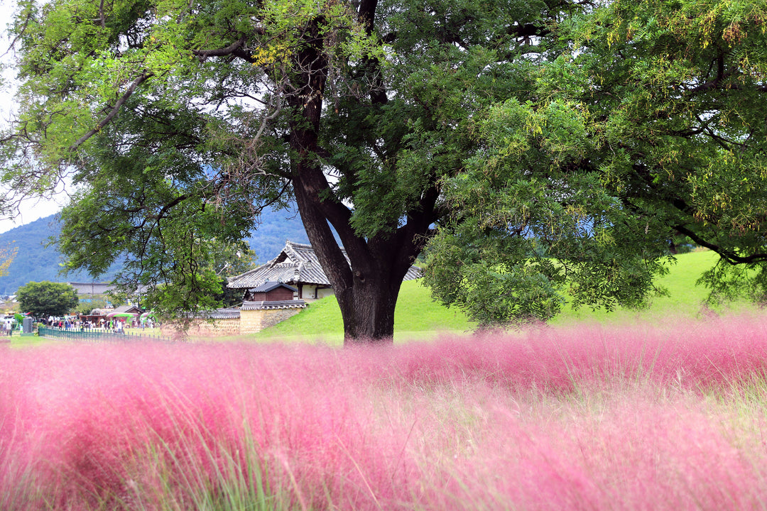 Pink Muhly Grass