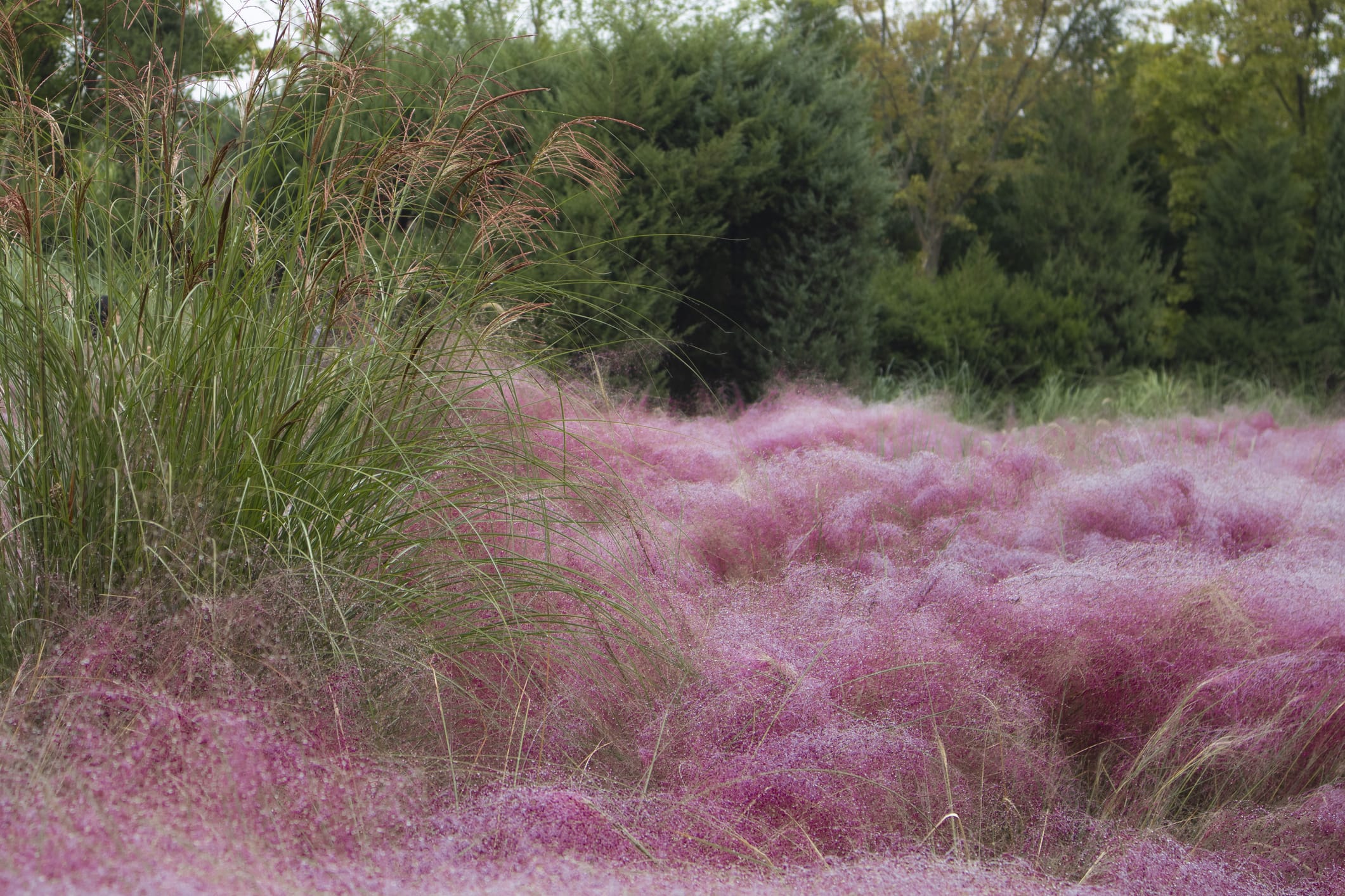 Muhlenbergia capillaris 'Regal Mist' ('Lenca') Pink Muhly - 5