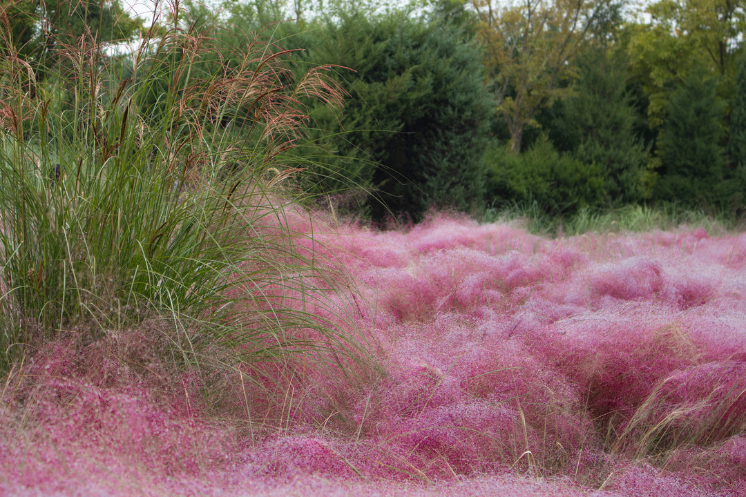 Pink Muhly Grass