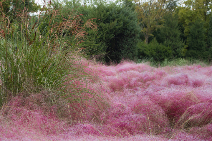 Pink Muhly Grass
