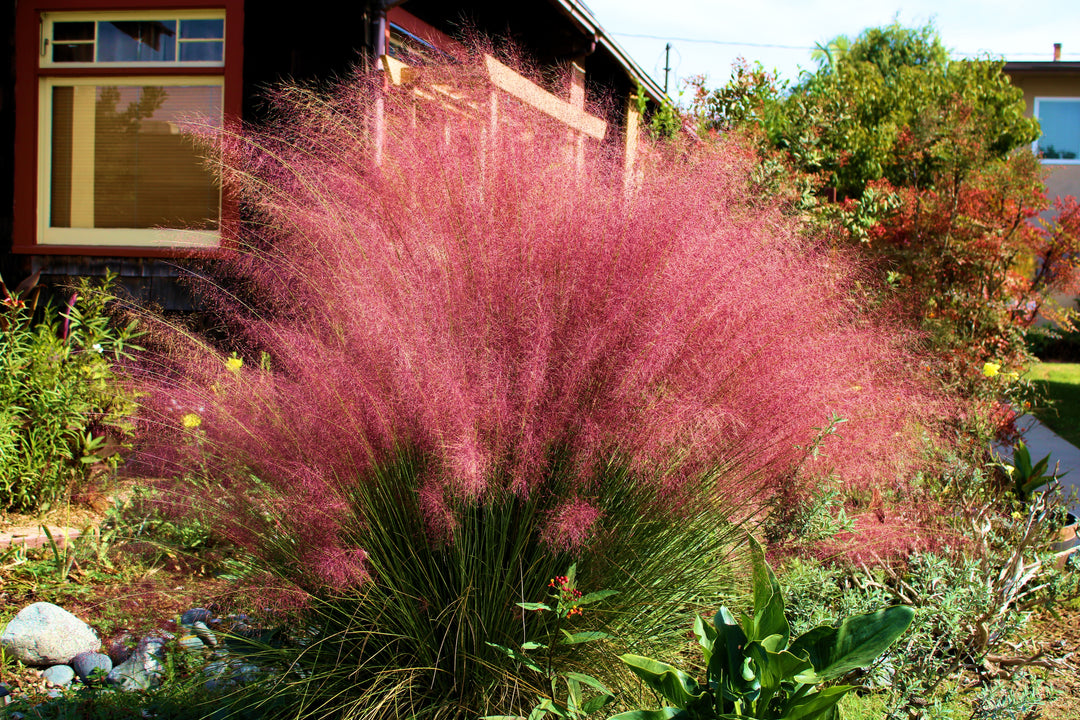 Pink Muhly Grass