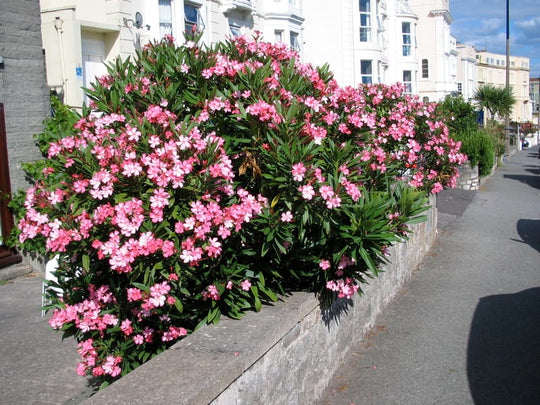Pink Oleander - 5 Gallon