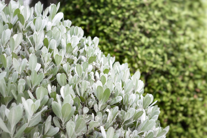 Pittosporum crassifolium 'Nana' - 5 Gallon