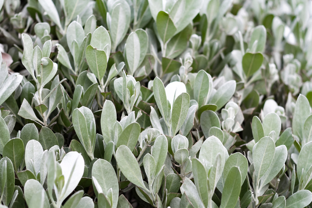 Pittosporum crassifolium 'Nana' - 5 Gallon