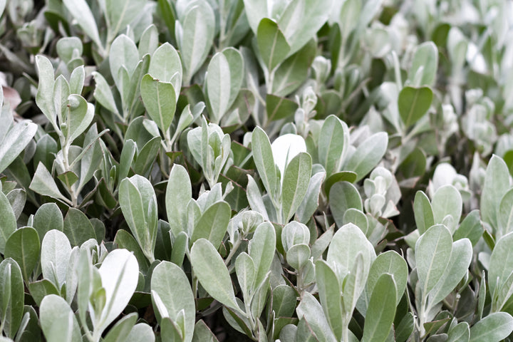 Pittosporum crassifolium 'Nana' - 5 Gallon