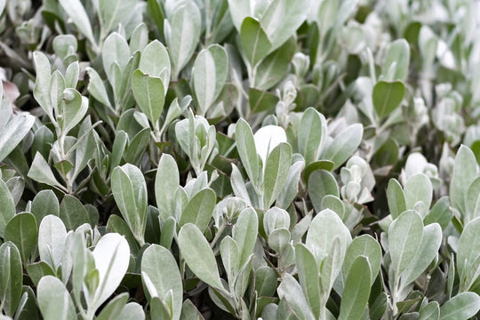 Pittosporum crassifolium 'Nana' - 5 Gallon