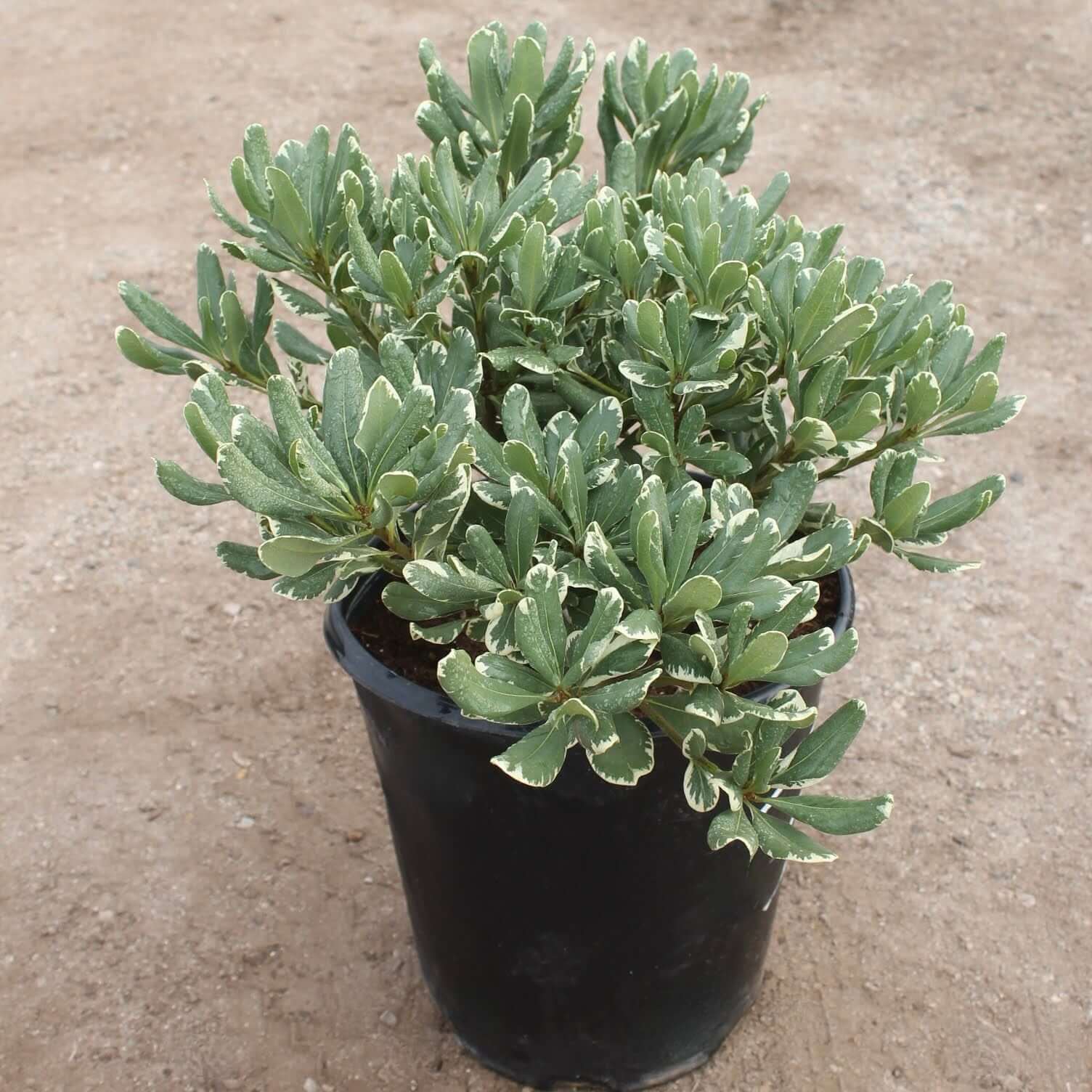 PlantClearance Pittosporum tobira