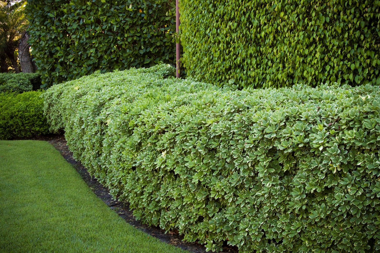 PlantClearance Pittosporum tobira - Thumbnail 3