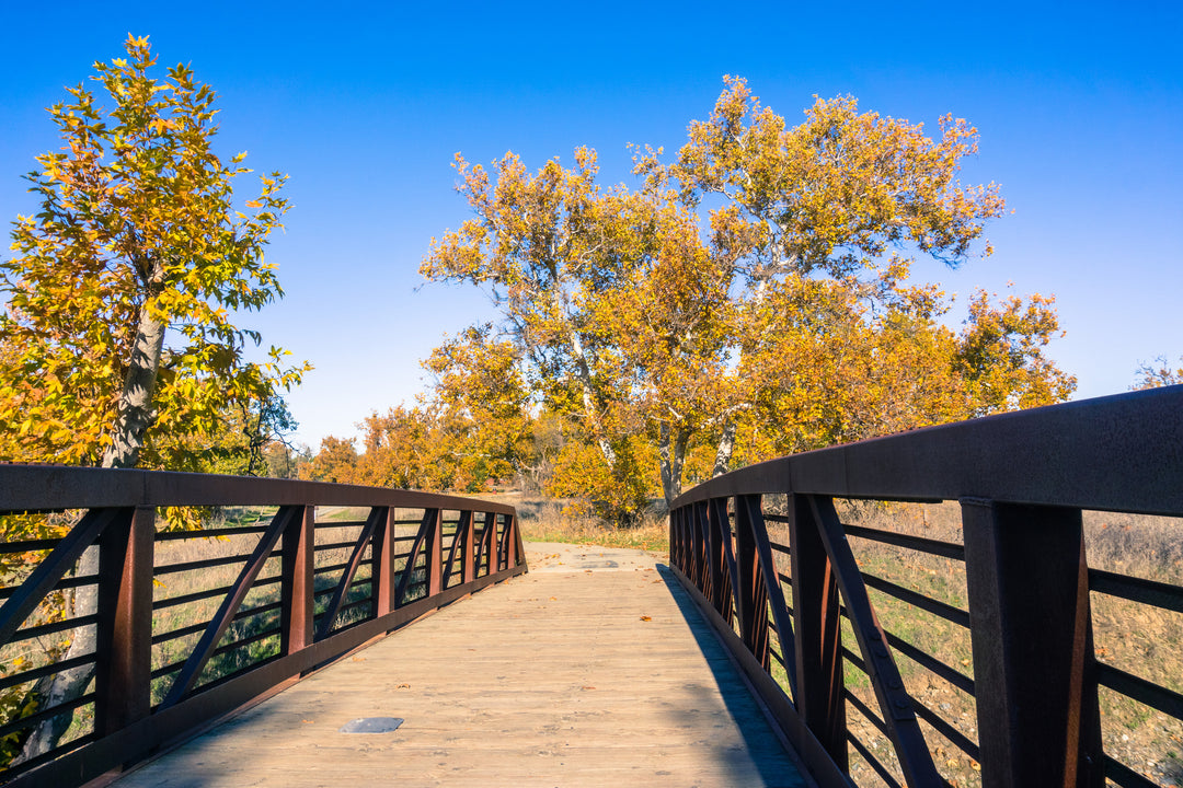 California Sycamore Tree