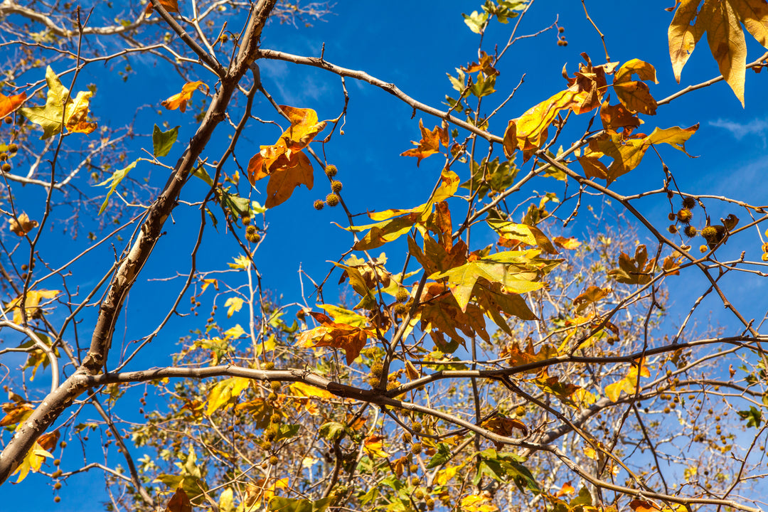 California Sycamore Tree