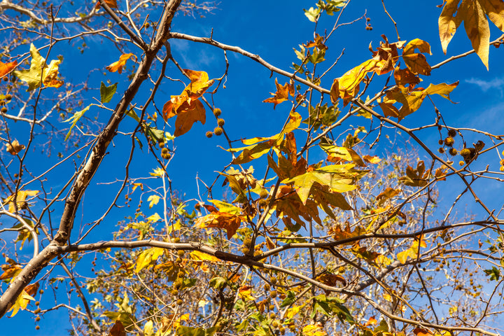 California Sycamore Tree