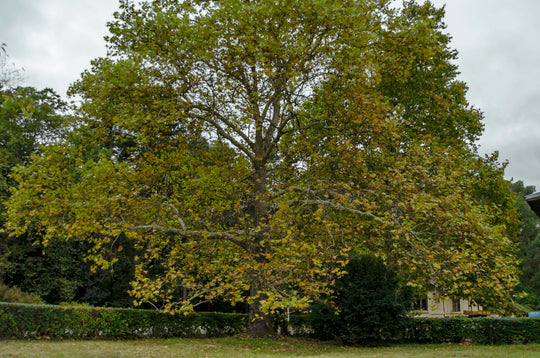 Platanus Racemosa California Sycamore Tree Plant