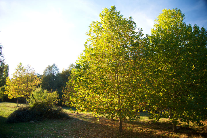 California Sycamore Tree