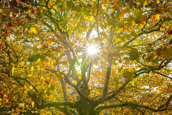 California Sycamore Tree