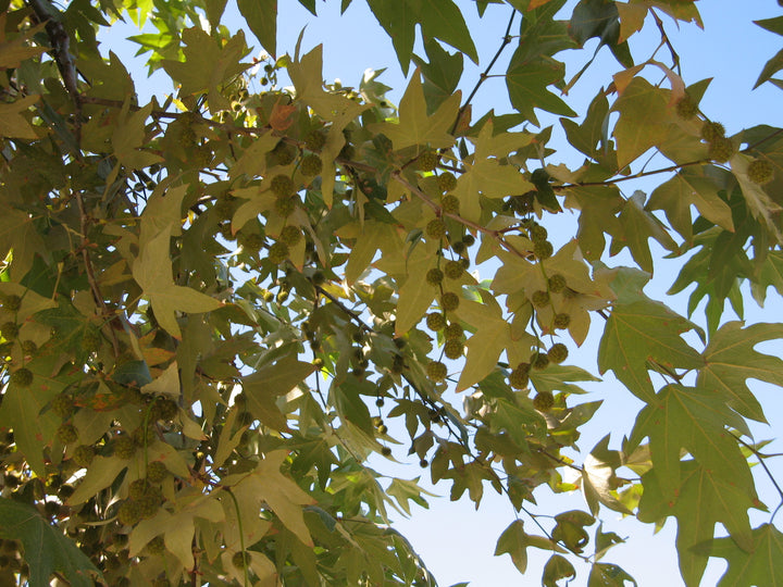 Platanus racemosa 'California Sycamore' - 15 Gallon