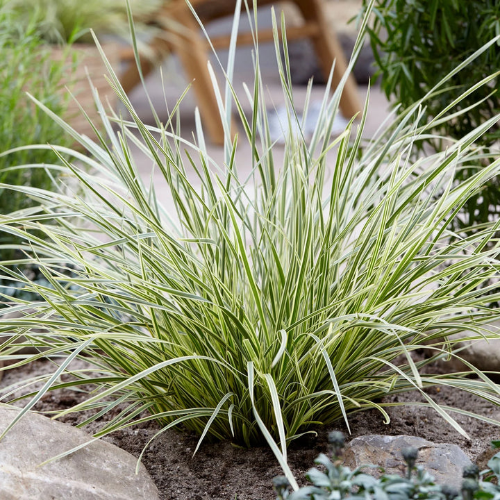 Lomandra Platinum Beauty - 5 Gallon