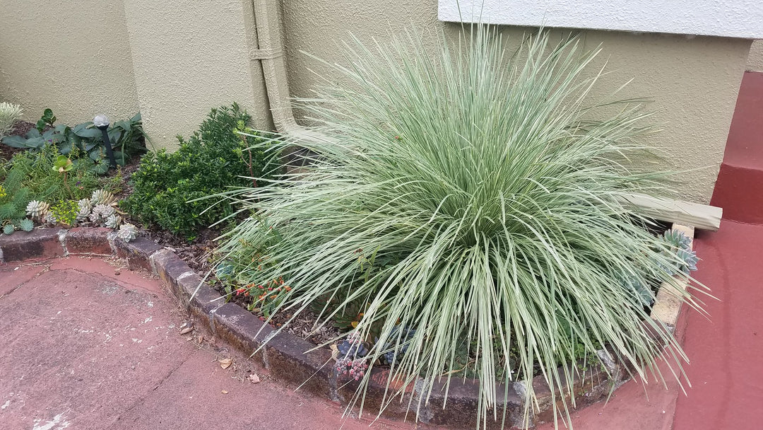 Lomandra Platinum Beauty - 5 Gallon