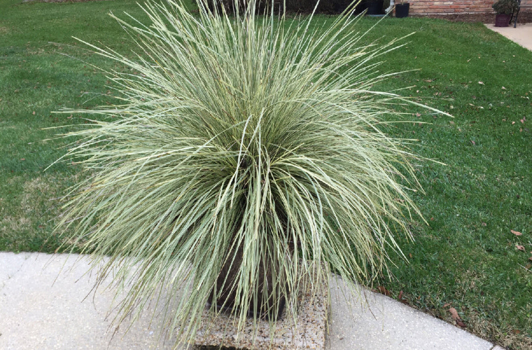 Lomandra Platinum Beauty - 5 Gallon