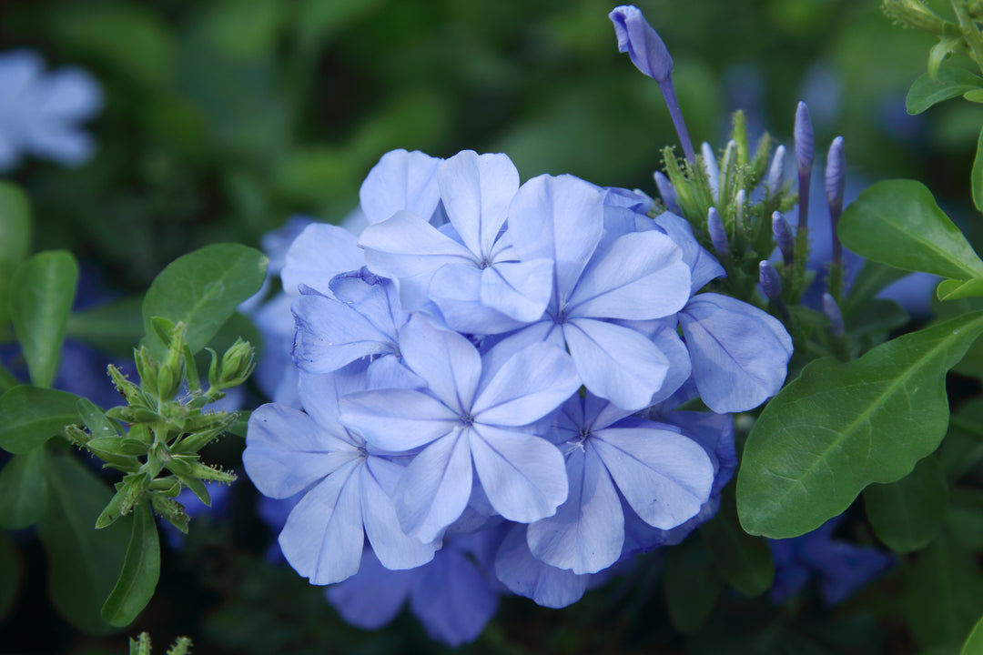 Plumbago auriculata 'Imperial Blue' - 5 Gallon