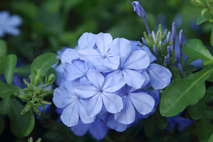 Plumbago auriculata 'Imperial Blue' - 5 Gallon