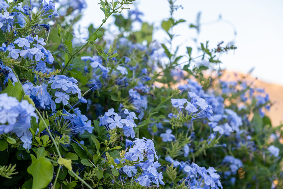 Plumbago auriculata 'Imperial Blue' - 5 Gallon