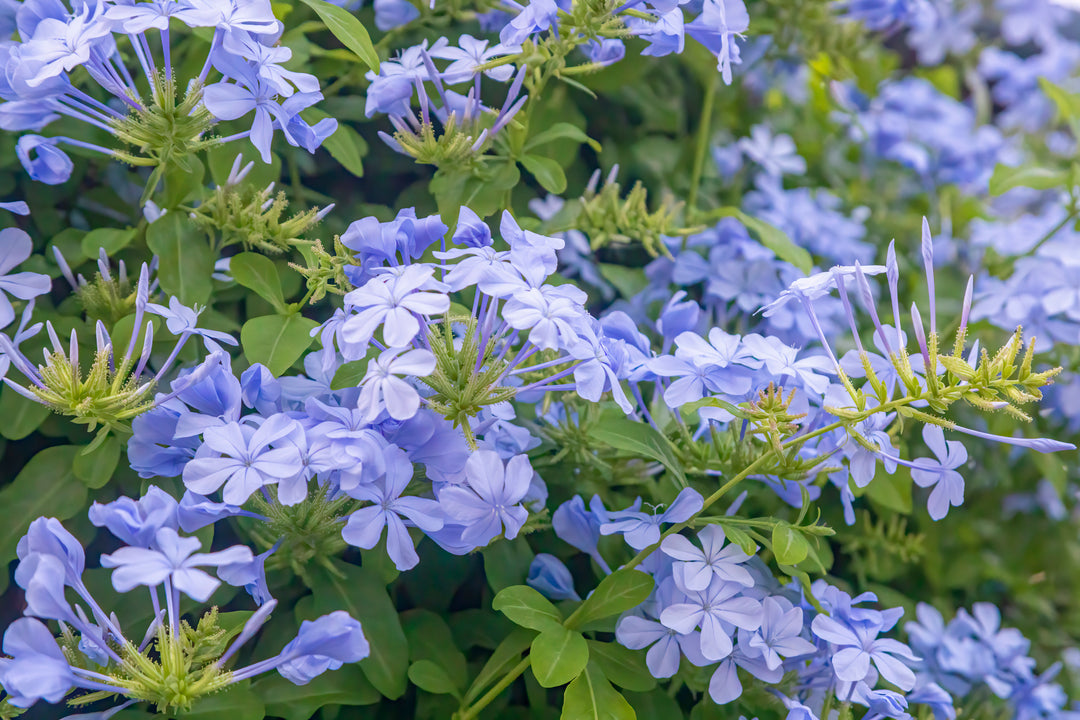 Plumbago auriculata 'Imperial Blue' - 5 Gallon