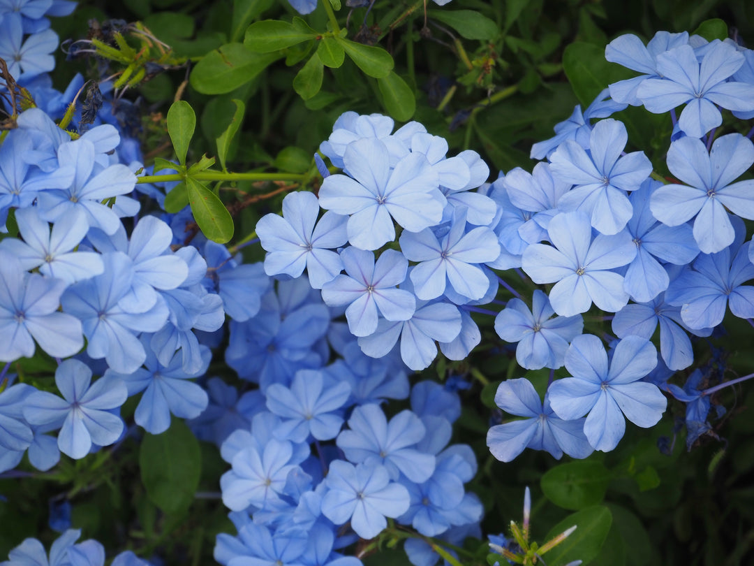Plumbago auriculata 'Imperial Blue' - 5 Gallon