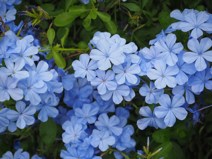 Plumbago auriculata 'Imperial Blue' - 5 Gallon