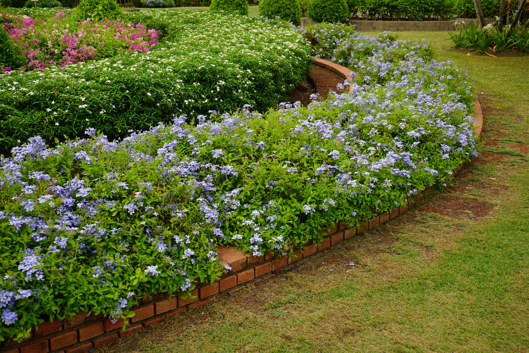 Plumbago auriculata 'Imperial Blue' - 5 Gallon