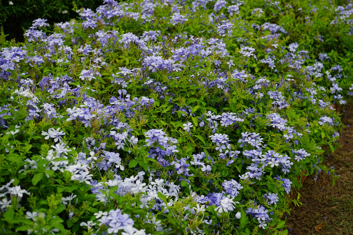 Plumbago auriculata 'Imperial Blue' - 5 Gallon