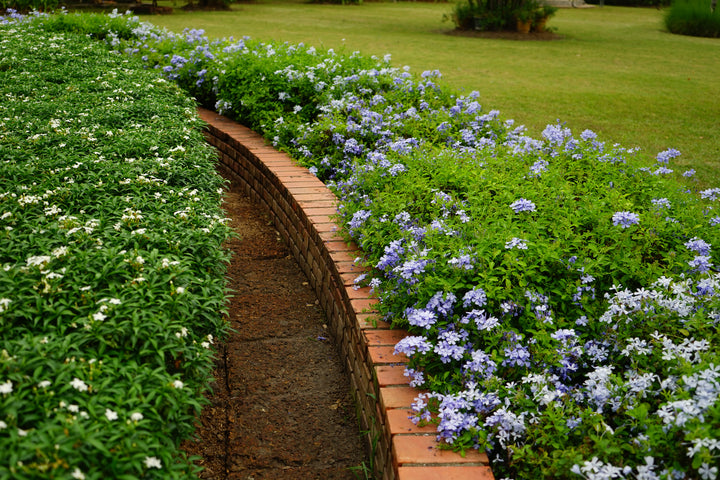 Plumbago auriculata 'Imperial Blue' - 5 Gallon